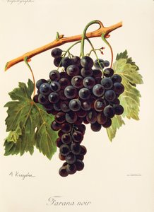 Uva Farana Noir por A. Kreyder de Alexis Kreyder