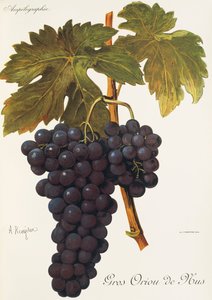 Uva Gros Oriou de Mus de A. Kreyder de Alexis Kreyder