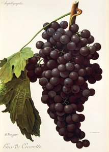 Uva Gros de Coveretto de A. Kreyder de Alexis Kreyder