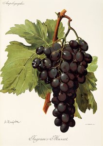 Uva moscatel de Ingram por A. Kreyder de Alexis Kreyder