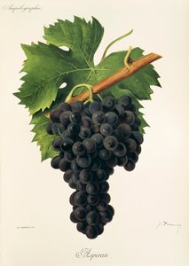 Uva Inzolia de A. Kreyder de Alexis Kreyder