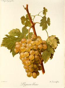 Uva Lignan Blanc de A. Kreyder de Alexis Kreyder