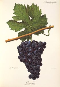 Uva Lourella por A. Kreyder de Alexis Kreyder