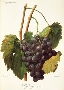 Uva Luglienga Nera de A Kreyder de Alexis Kreyder