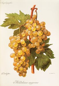 Uva Madeleine Angevine de A. Kreyder