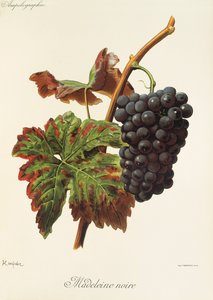 Uva Madeleine Noire de A. Kreyder de Alexis Kreyder