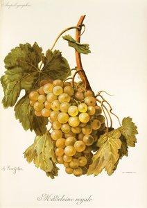 Uva Madeleine Royale de A. Kreyder de Alexis Kreyder