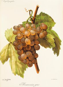 Uva Marocain Gris de A. Kreyder de Alexis Kreyder