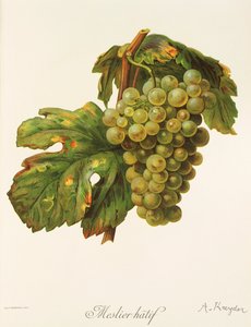 Uva Meslier Hatif de A. Kreyder de Alexis Kreyder