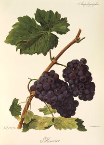 Uva Meunier de A. Kreyder de Alexis Kreyder