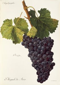 Uva Miguel de Arco por A. Kreyder de Alexis Kreyder