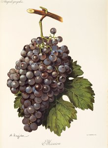 Uva de la misión por A. Kreyder