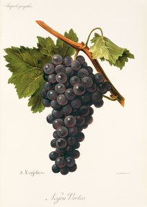 Uva Negru Vertos de A. Kreyder de Alexis Kreyder