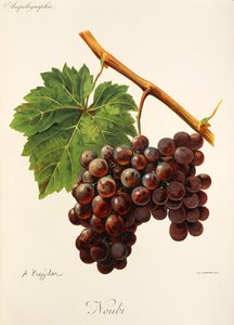 Uva Noubi de A. Kreyder de Alexis Kreyder