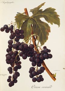 Uva Oriou Voirard de A. Kreyder de Alexis Kreyder