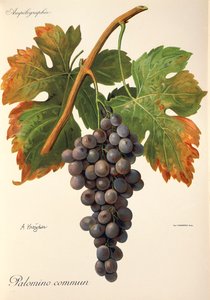 Uva Palomino Commun de A. Kreyder de Alexis Kreyder