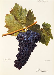 Uva Perricone de A. Kreyder de Alexis Kreyder