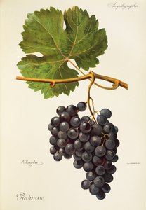 Uva Piedirosso por A. Kreyder
