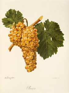 Uva Praca de A. Kreyder de Alexis Kreyder