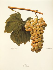 Uva Reze de A. Kreyder de Alexis Kreyder