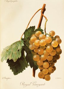 Uva Royal Vineyard de A. Kreyder de Alexis Kreyder