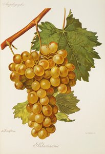 Uva Salamanna por A. Kreyder