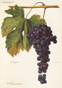 Uva Sciascinoso de A. Kreyder de Alexis Kreyder
