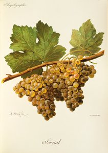 Uva Sercial por A. Kreyder de Alexis Kreyder