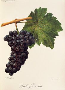 Uva Tinta Francisca de A. Kreyder de Alexis Kreyder
