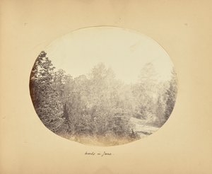Bosques en junio