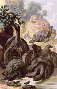 Tortugas gigantes de las Islas Galápagos, de un libro de historia natural, 1887