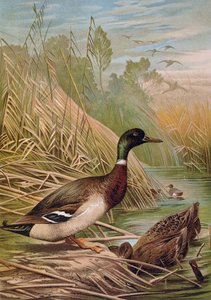 Ánades reales, ilustración de un libro de historia natural húngaro, 1904 de Alfred Brehm