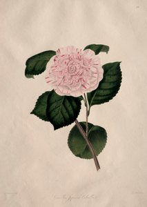 Ilustraciones y descripciones de...el Orden Natural Camellieae: No. 41 de Alfred Chandler