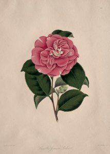 Ilustraciones y descripciones de...el Orden Natural Camellieae: No. 44 de Alfred Chandler