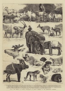 Colección de animales indios de SAR el Príncipe de Gales en el Zoológico