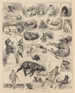 La Exposición Canina del Kennel Club en el Crystal Palace de Alfred Chantrey Corbould