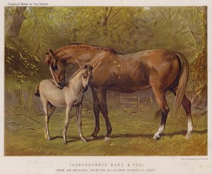 Yegua pura sangre y potro de Alfred Chantrey Corbould
