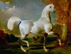 Caballo árabe de Alfred Dedreux