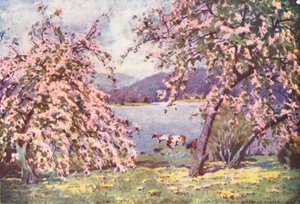 Distrito de los Lagos: Esthwaite Water, Apple Blossom (litografía en color) de Alfred Heaton Cooper