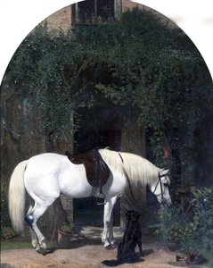 Caballo Blanco y Perro Retriever