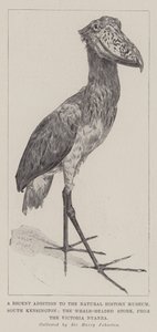 Una adición reciente al Museo de Historia Natural, South Kensington, la cigüeña de cabeza de ballena, del Victoria Nyanza