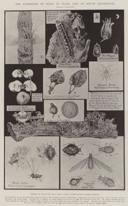 La exposición de plagas a la vida vegetal en South Kensington de Alfred Hugh Fisher