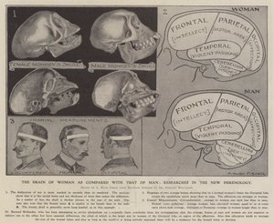 El cerebro de la mujer comparado con el del hombre: investigaciones en la nueva frenología