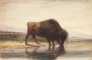 Bull Buffalo, c.1837 (acuarela sobre papel) de Alfred Jacob Miller