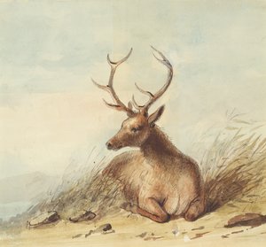 Elk, Rocky Mountains, c.1837 (lápiz, pluma y tinta y acuarela sobre papel)