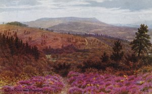 Blackdown desde Hindhead