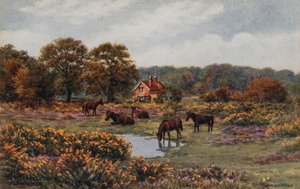 Ponis del Nuevo Bosque, Lyndhurst