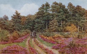 Pinos y brezos cerca de Brockenhurst
