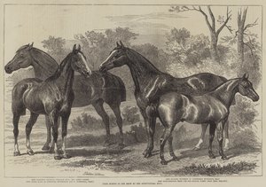 Caballos premiados en la exposición en el Salón Agrícola de Alfred Sheldon Williams