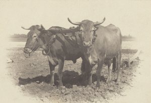  de Alfred Stieglitz